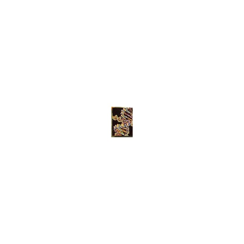 #5 - The Genes of Genesis